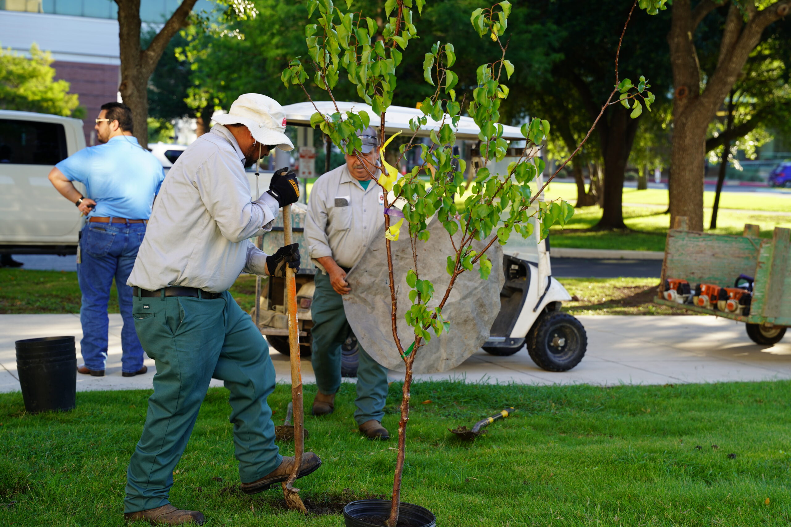 Tree Planting 2