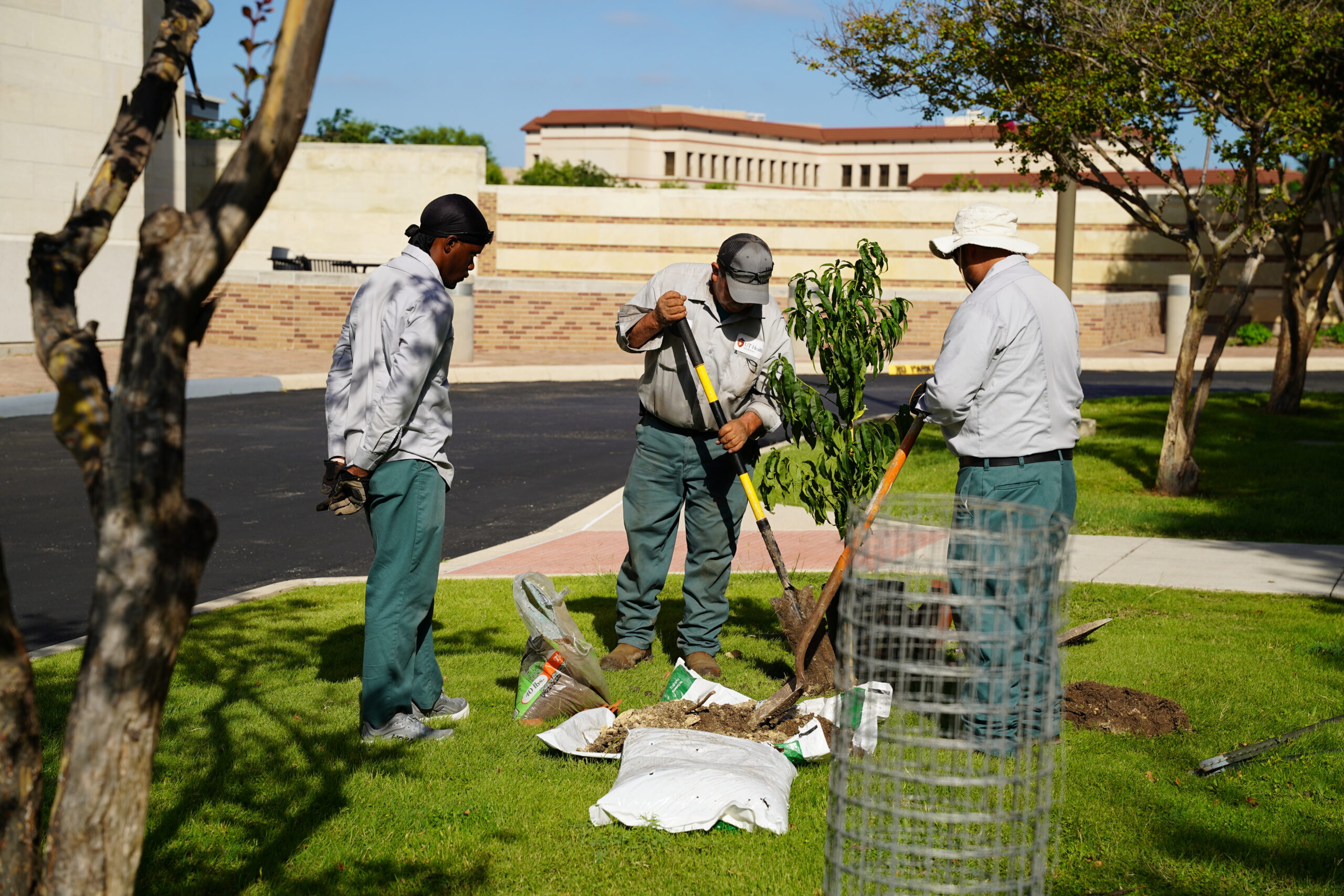 Tree Planting 1